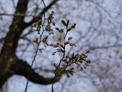 桜４