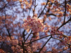 桜３