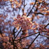 桜３
