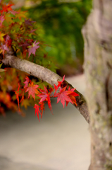 昇仙峡　紅葉狩り