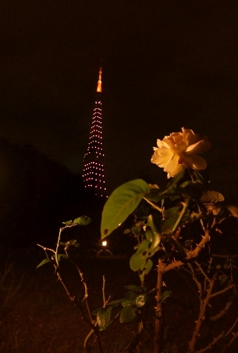 薔薇と東京タワー