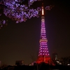 桜・東京タワー