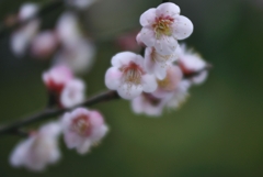 はな