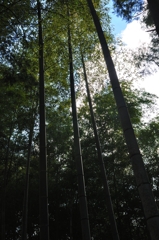 竹林