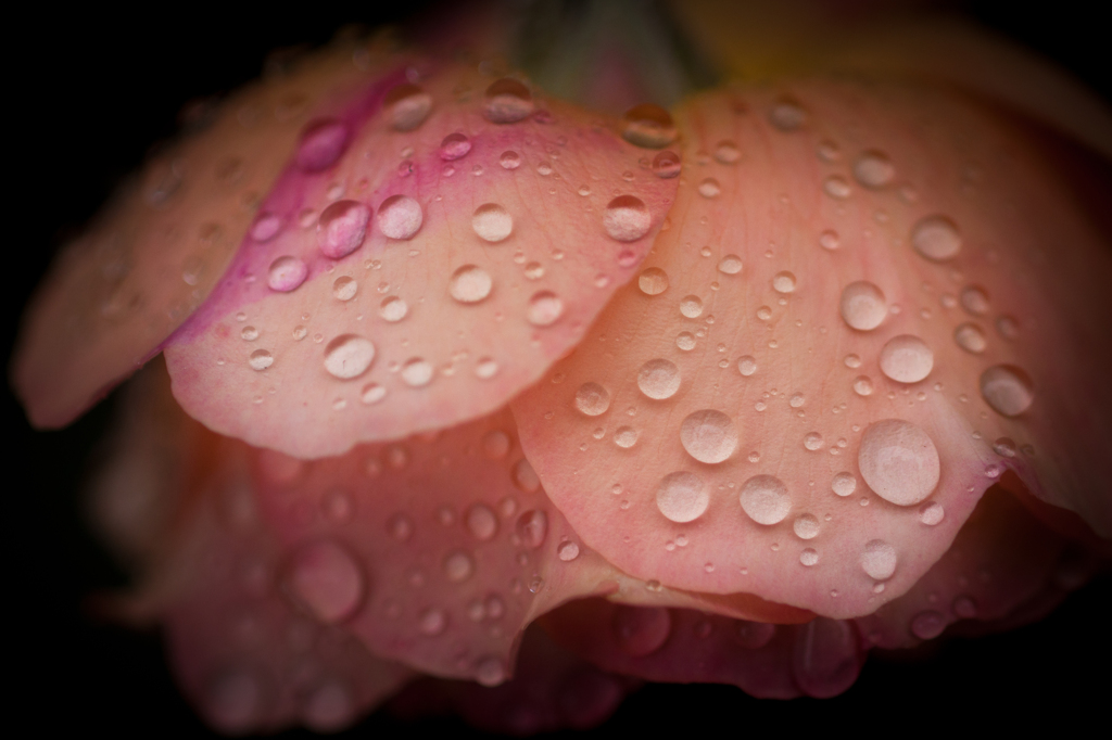 雨上がりの美学　＃８