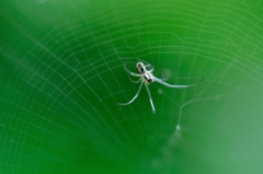 Spider Legs