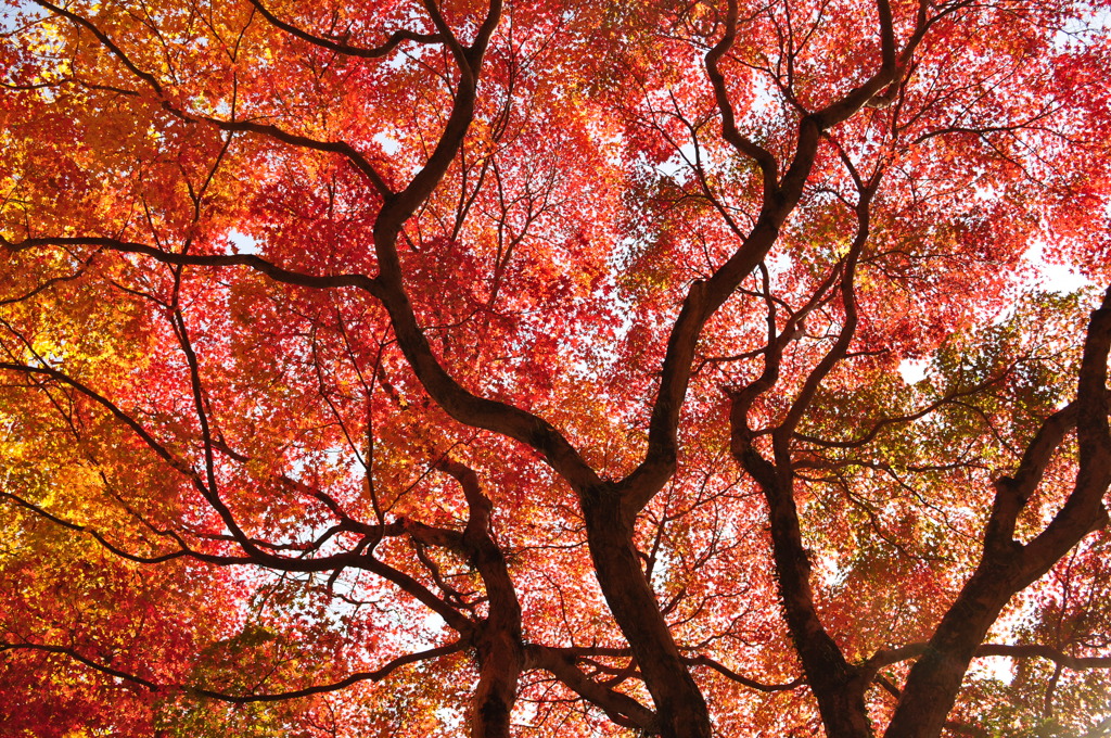 紅葉