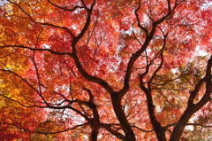 紅葉
