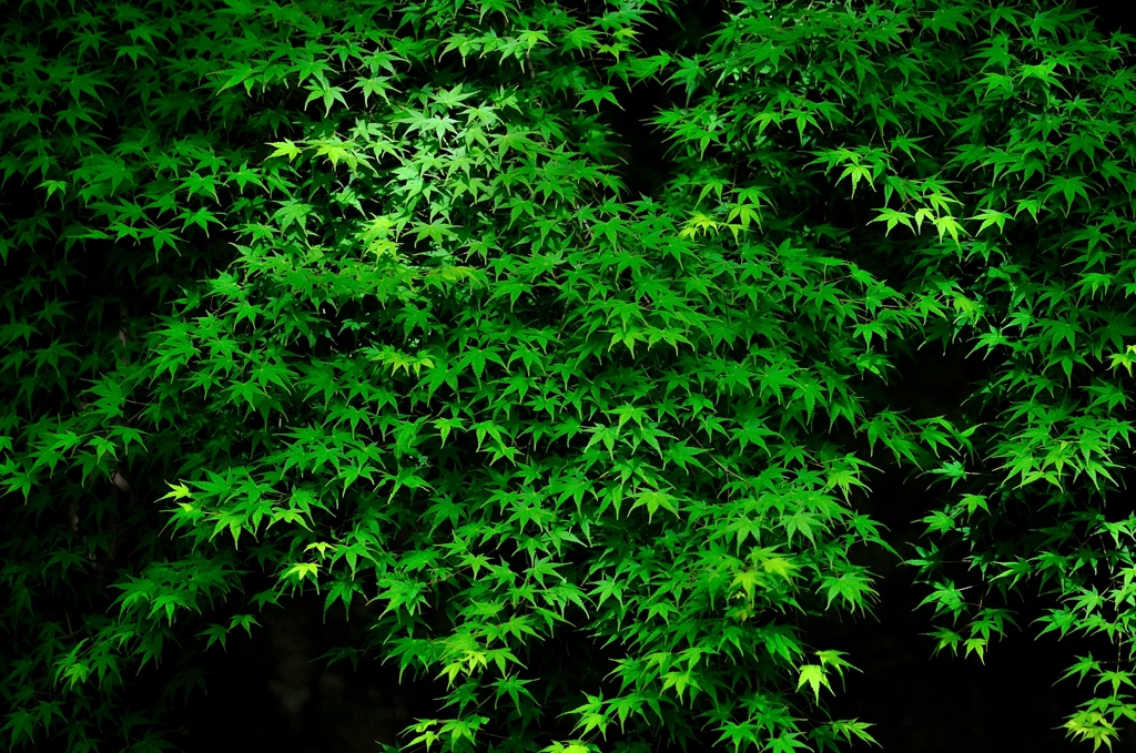 Green leaves 