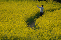 幸せの黄色い絨毯