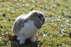 ふうちゃん。