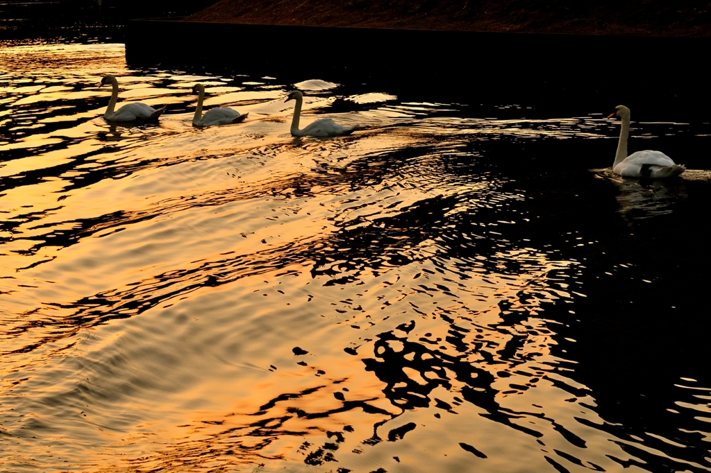 Canal sunset