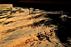 Canal sunset