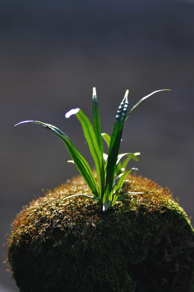 天然苔玉（一切手出しなし）