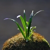 天然苔玉（一切手出しなし）