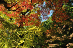 Autumn color