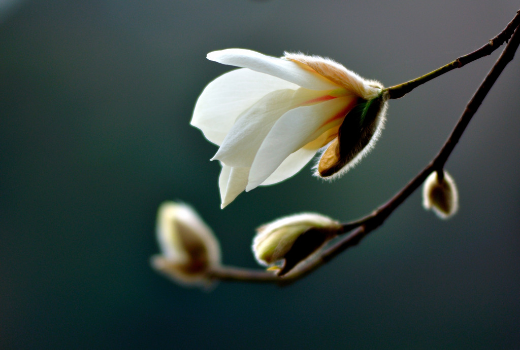 #20 Magnolia