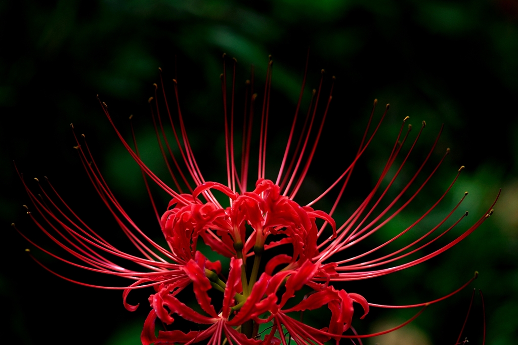 花開く