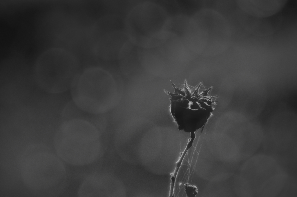 Life is beautiful Ⅱ