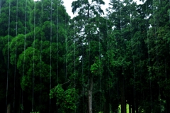 雨