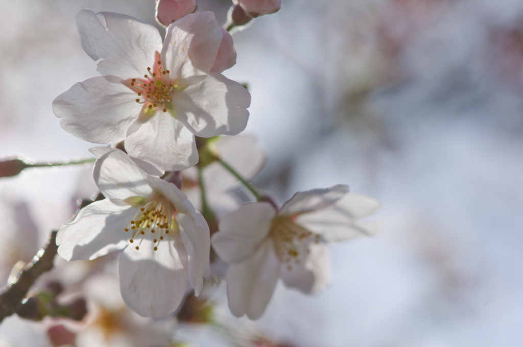 桜咲く