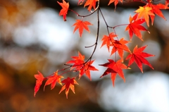 紅葉