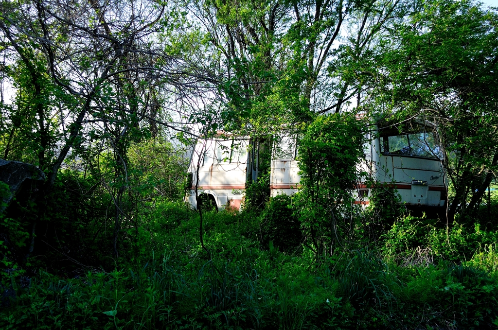 Jungle Bus 