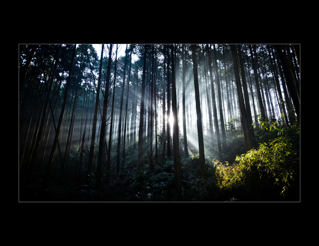 Forest