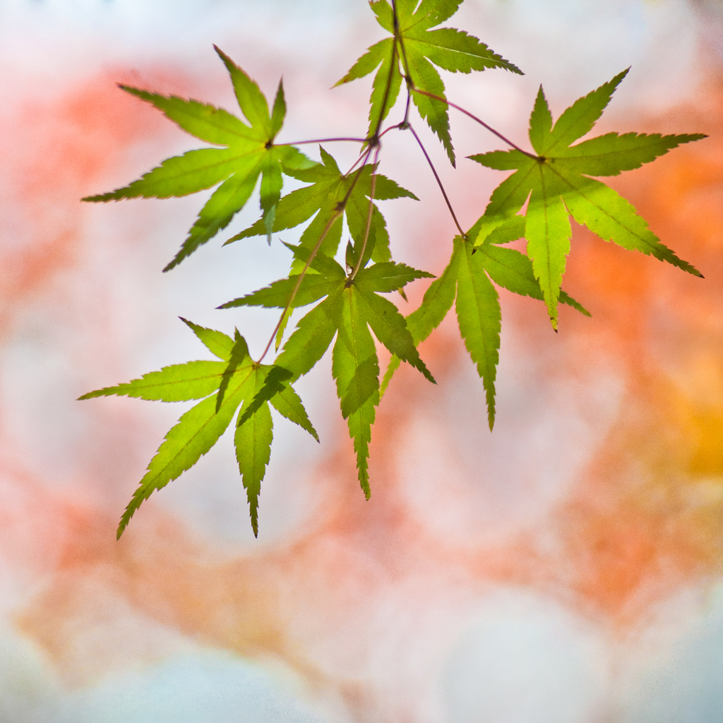 秋色