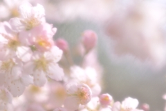 桜色の時間