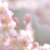 桜色の時間