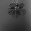 華　一輪