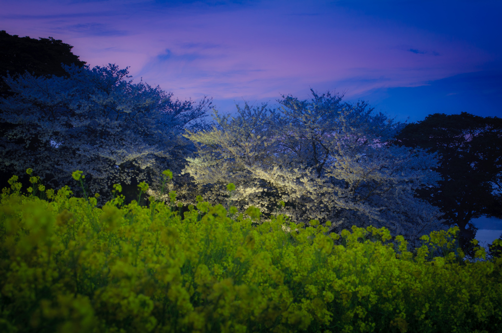 宵桜