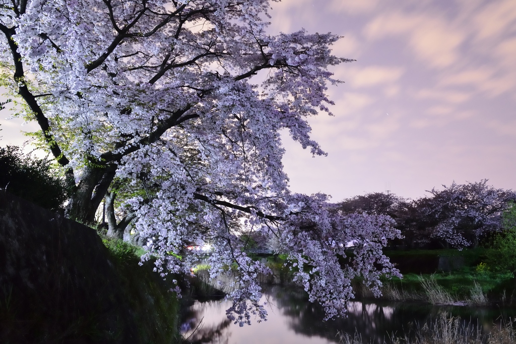 夜桜Ⅰ