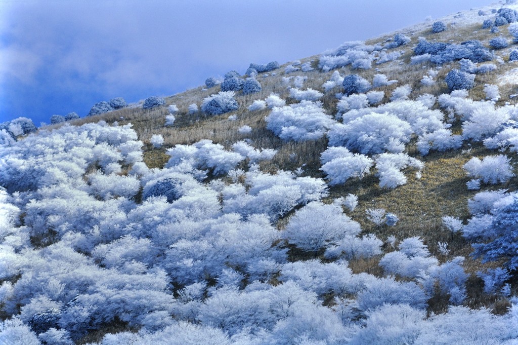 樹氷