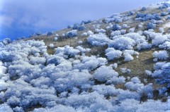 樹氷