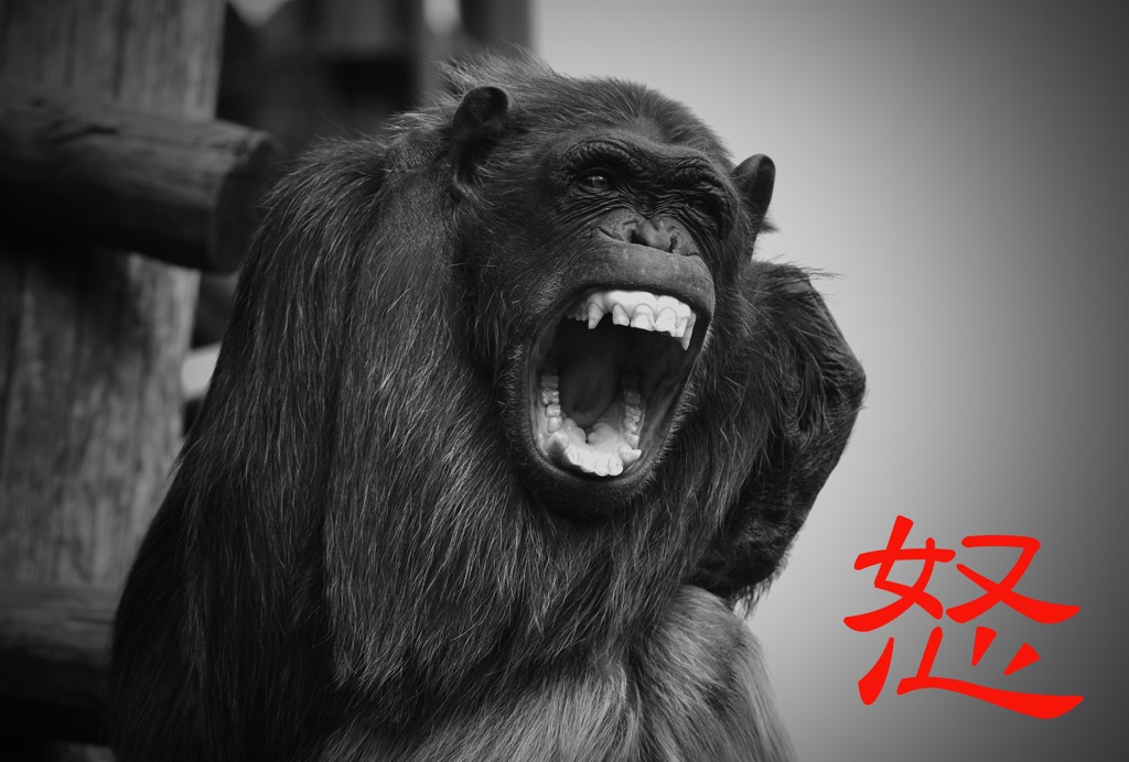 「怒」