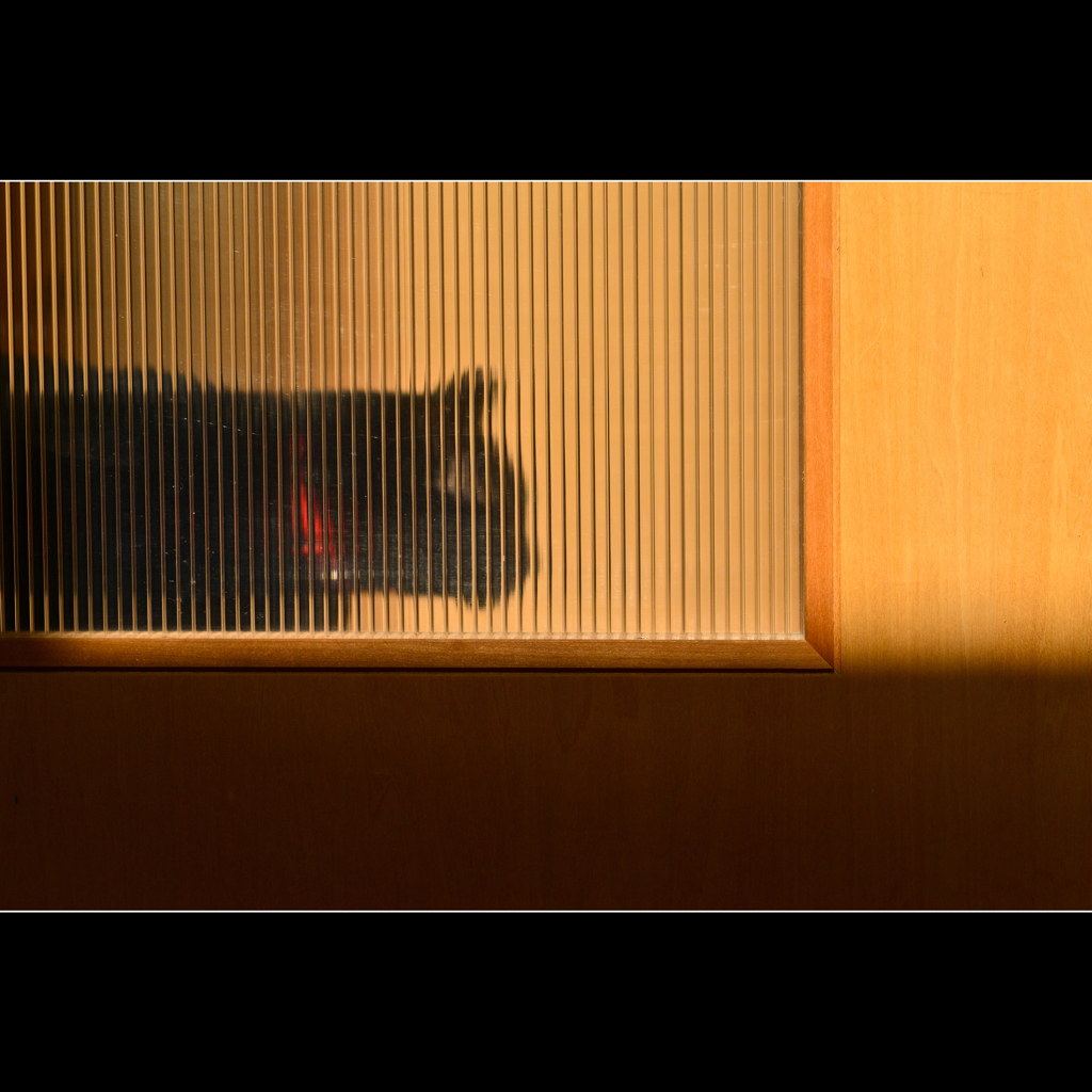 黒猫