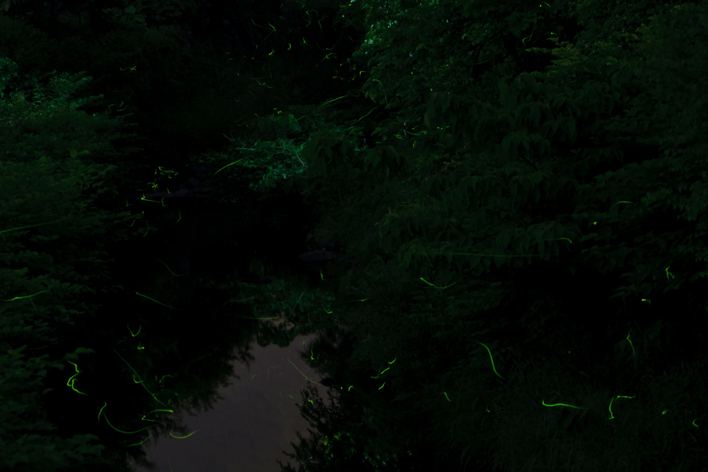 幻舞