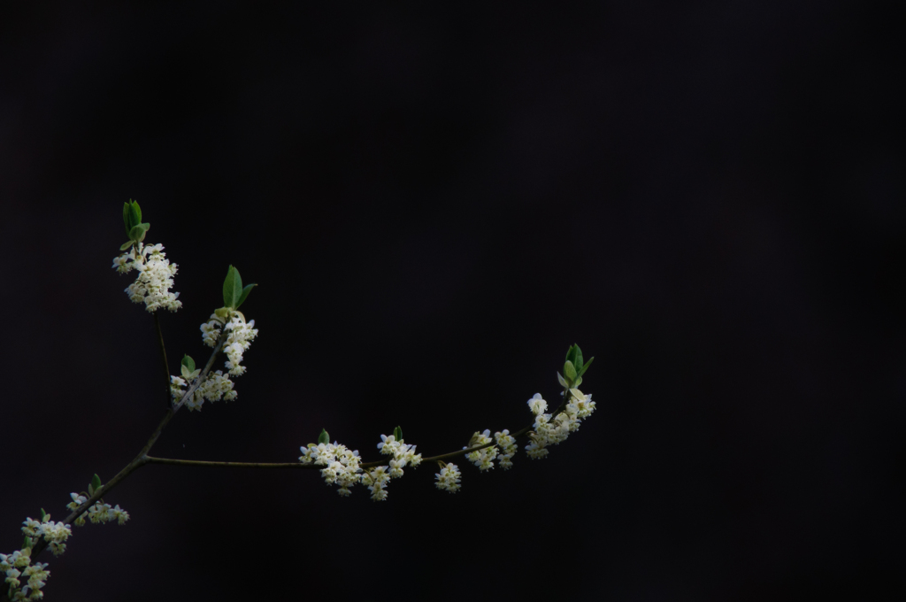 Light in Darkness
