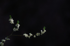 Light in Darkness
