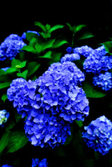 青い花手毬