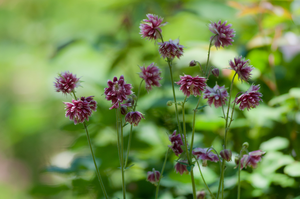 2012　SPRING　GARDEN　#2