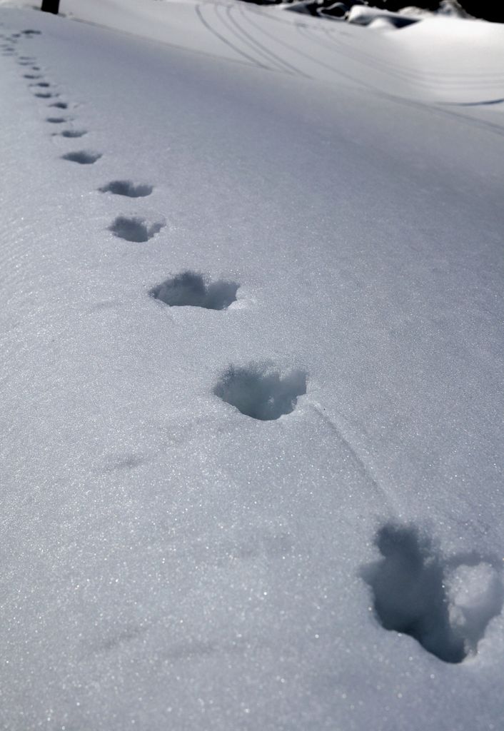 足跡「sokuseki」