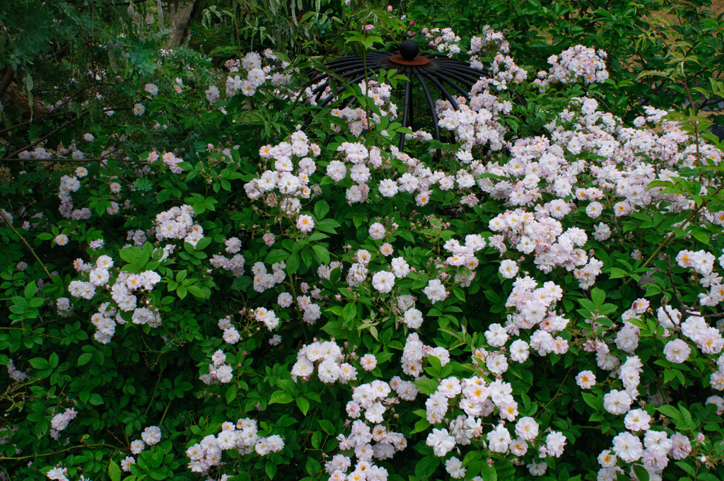 秘密の花園