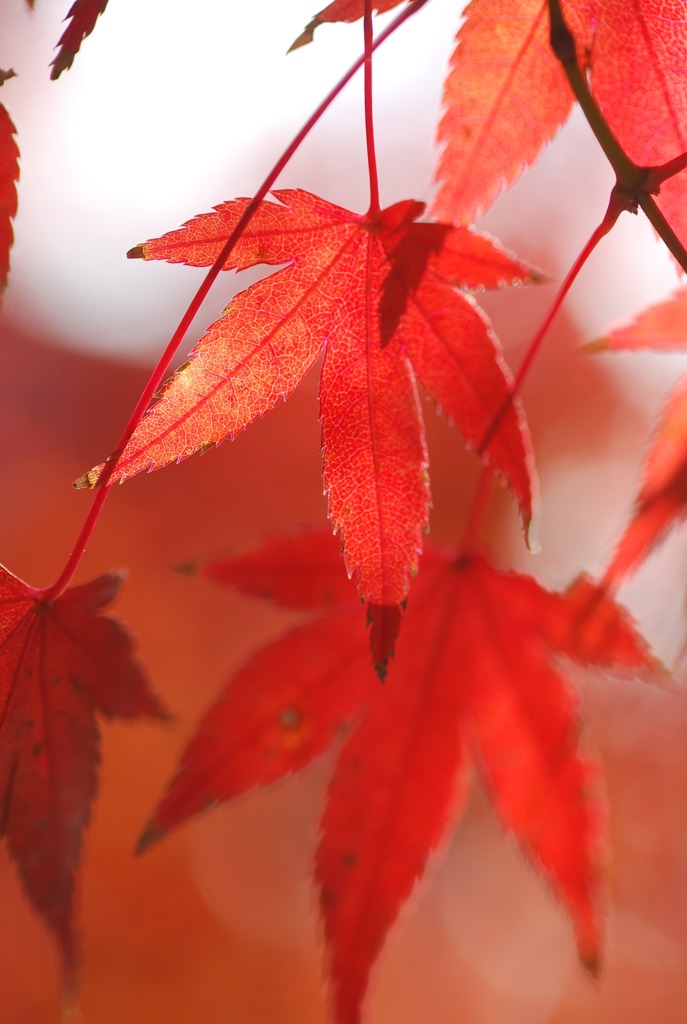 momiji