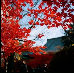 洛北