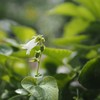庭の方隅で