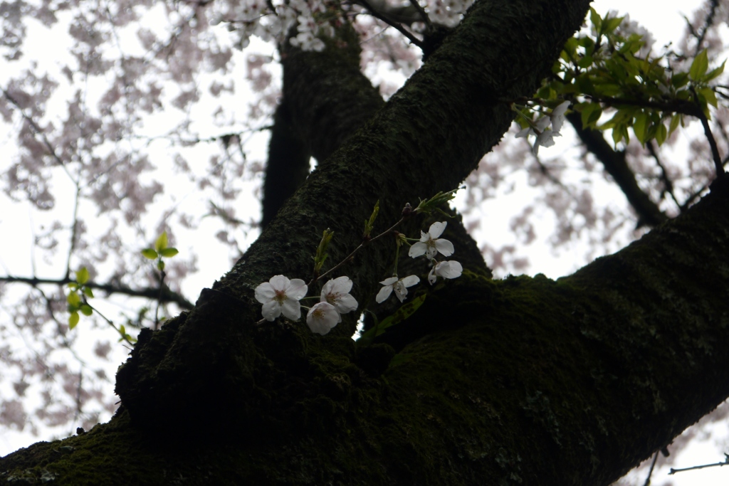小雨降る桜