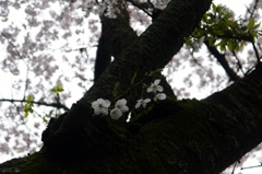 小雨降る桜